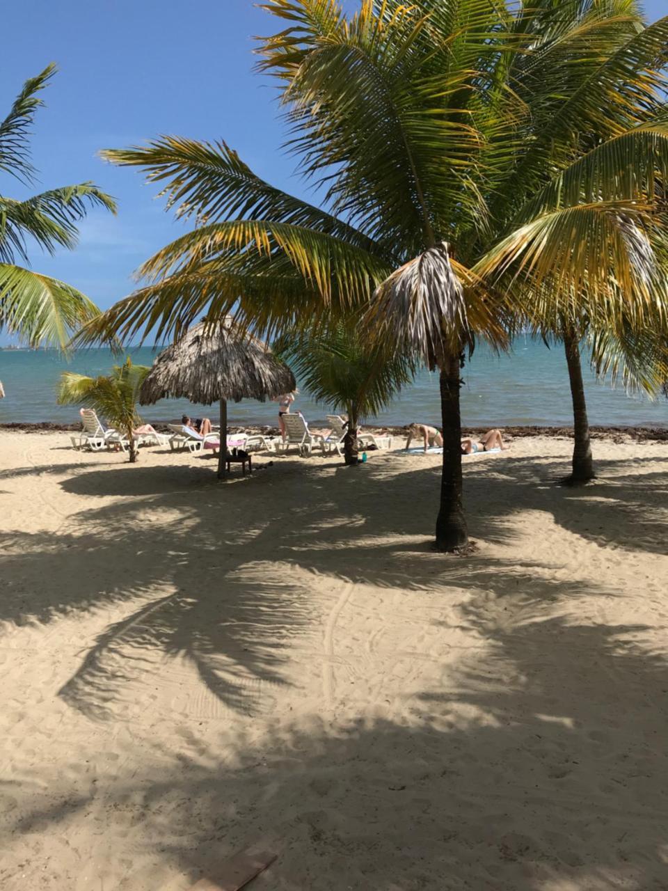 Green Parrot Beach Houses And Resort Placencia Luaran gambar